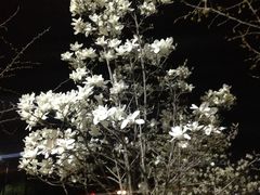 -北京市海淀外国语实验学校