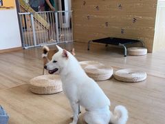 -南京Hallo宠物乐园·哈罗犬舍·柴犬繁育基地