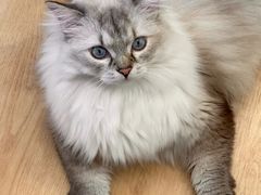 -有喵·猫咖·狗咖·40+猫狗有小奶狗(岗厦店)