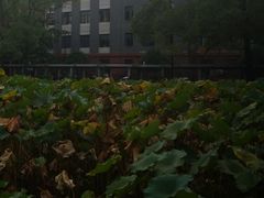 -四川大学(望江校区)