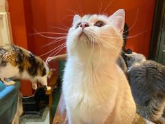 -猫色咖啡·猫咖