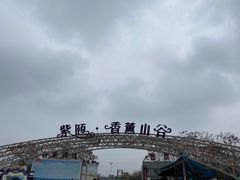 -紫颐香薰山谷景区