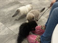 -楼上猫咖(罗湖店)