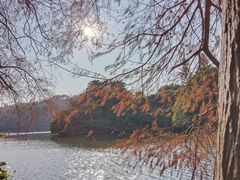-深圳仙湖植物园