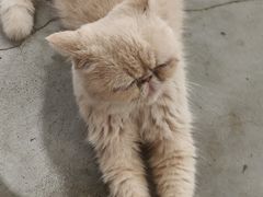 -more than meow吴止猫主题餐厅(承德 中船汇店)