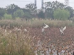 -上海长兴岛郊野公园