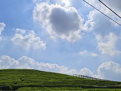 -龙坞茶村
