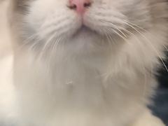 -楼上猫咖(罗湖店)