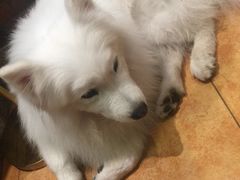 -more than meow吴止猫主题餐厅(承德 中船汇店)