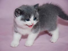 -瑞鹏宠物医院犬猫全科(真大分院)