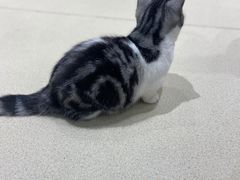 -藏猫猫咖啡主题馆(中央大道店)