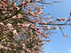 -梅花山(明孝陵内)