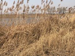 -蒲河岛湿地公园