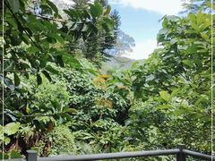 -银湖山郊野公园-相思林