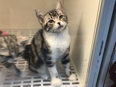 -lincat·猫舍(广州店)