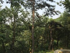 -北京鹫峰国家森林公园
