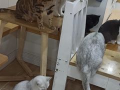 -李小姐の猫咖啡馆(五角场店)