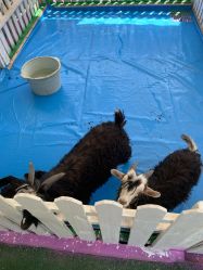 -萌宠亲子动物乐园(槐房万达店)