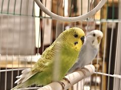 -廊坊固安福朋喜来登酒店