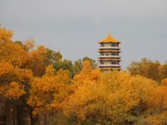 -金塔沙漠胡杨林景区