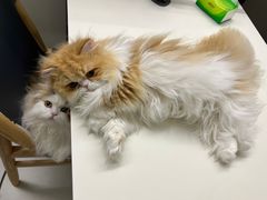 -美联众合动物医院·24h转诊中心