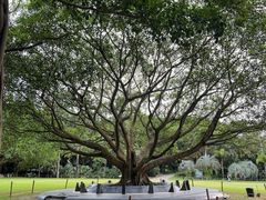 -深圳仙湖植物园