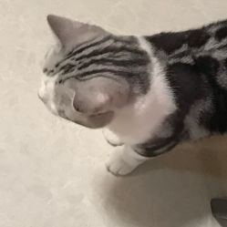 -众刺纹画·纹身·穿孔饰品·海娜定制