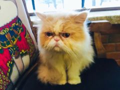 -more than meow吴止猫主题餐厅(承德 中船汇店)