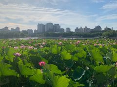 -莲花池公园