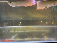 -宠物世家(仲盛世界商城店)