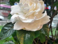 -凤凰路何眼镜香辣蟹(花果园店)