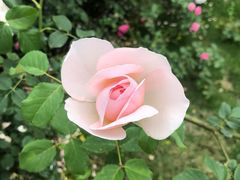 -都江堰玫瑰花溪谷
