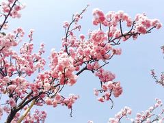 -天适樱花悠乐园