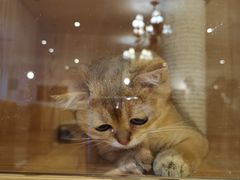 -猫猫幼稚园·撸猫·桌游·电玩