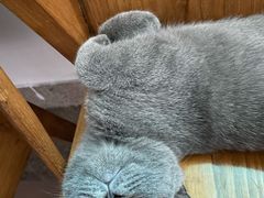 -lincat·猫舍(广州店)
