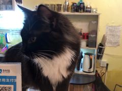-猫色咖啡·猫咖