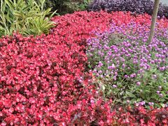 -庐山风景区花径公园