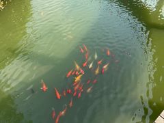 -南湾湖