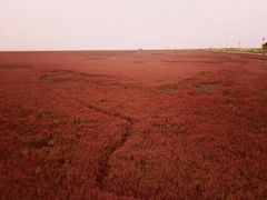 -红海滩国家风景廊道
