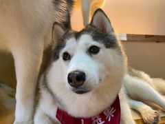 -Husky Go! 哈士奇体验馆·宠物咖啡厅狗咖