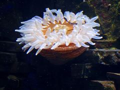 -瑞普利水族馆