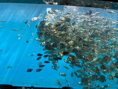 -瑞德姆美人鱼海底演艺主题餐厅(亚龙湾店)