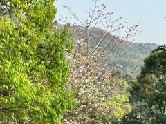 -田心森林公园