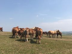 -塞罕坝国家级自然保护区