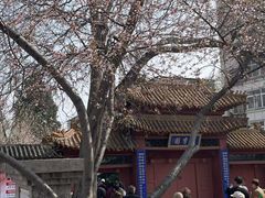 -桃花堤公园