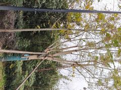 -白鹭湾湿地公园