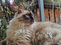 -喵屿·大理花园猫咖