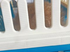 -瑞派宠物医院·犬猫全科·猫友好(宾水西道店)