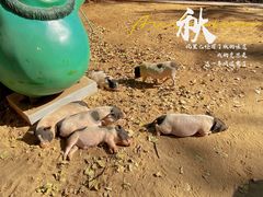 -1982农场