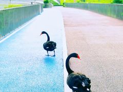 -香山湖公园